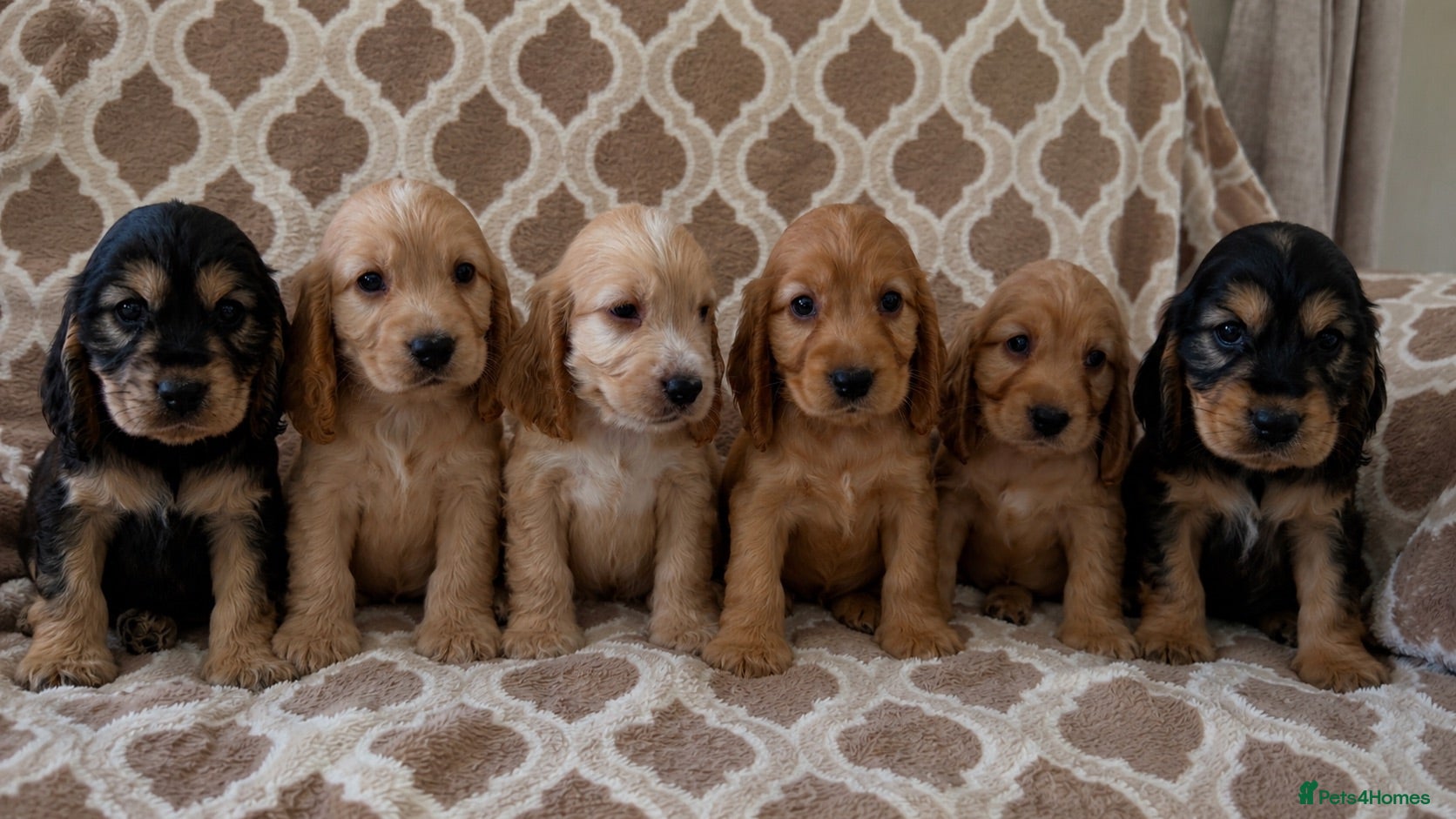 Cocker Spaniel dogs Kc reg health tested show cocker spaniels  - Advert 1