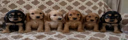 Cocker Spaniel dogs for sale: Kc reg health tested show cocker spaniels  - Advert 1