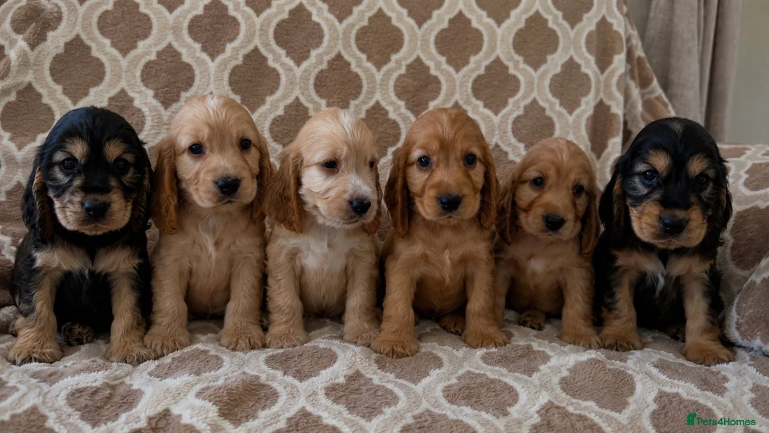 Cocker Spaniel dogs for sale: Kc reg health tested show cocker spaniels  - Advert 1