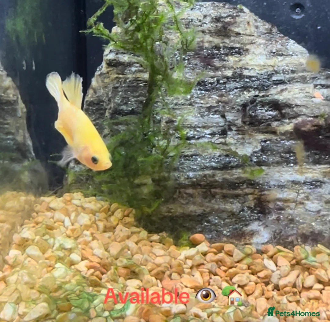 Bettas fish for sale: Male Betta  - Advert 4