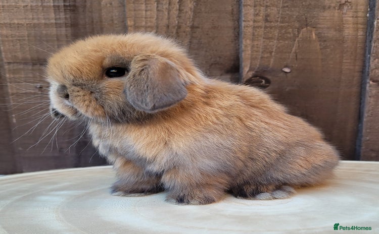 Mini Lop rabbits Stunning pure bred mini lops available.  - Advert 1