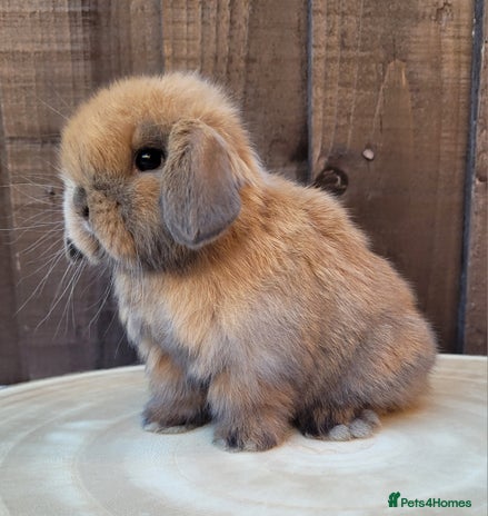 Mini Lop rabbits Stunning pure bred mini lops available. - Advert 1