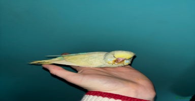 Budgerigars birds - Advert 6