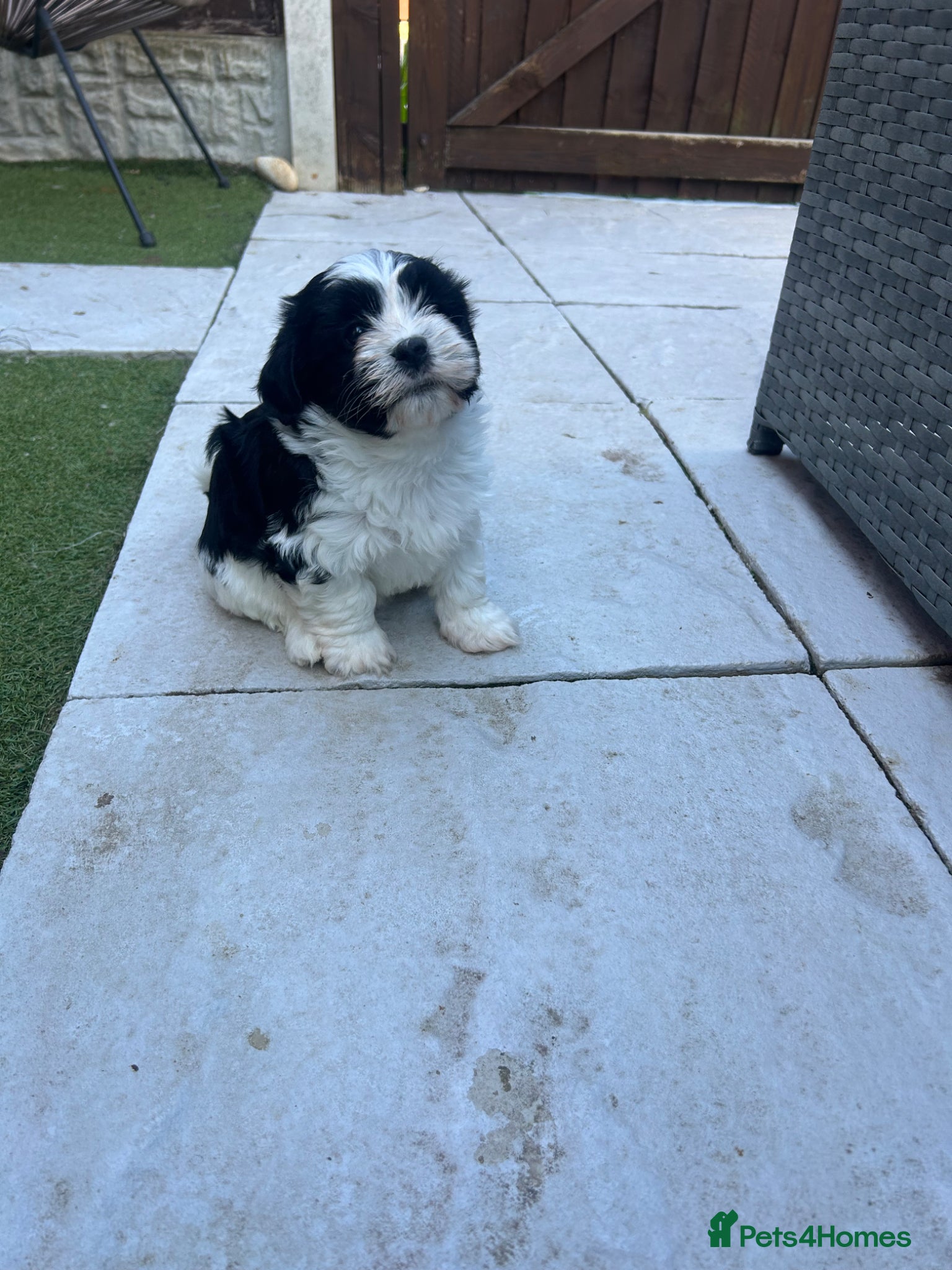 Havanese dogs Beautiful KC Registered Havanese Puppies - Advert 1