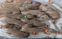 Cocker Spaniel dogs for sale: 🐾Pedigree Show cocker spaniel puppies🐾 - Image 1