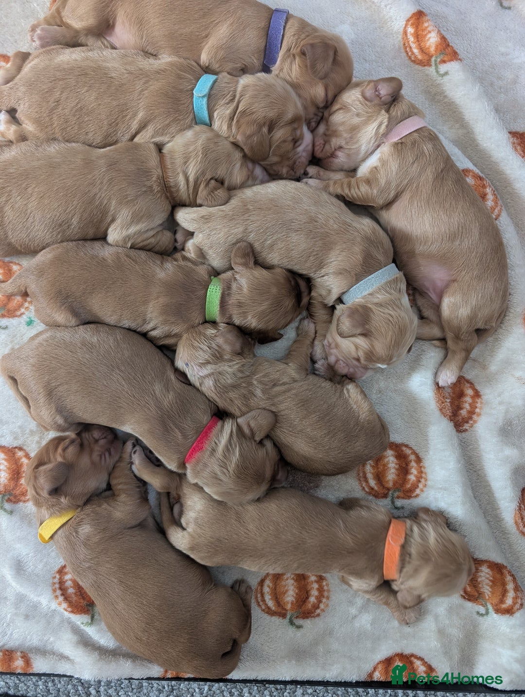 Cocker Spaniel dogs for sale: 🐾Pedigree Show cocker spaniel puppies🐾 - Image 1