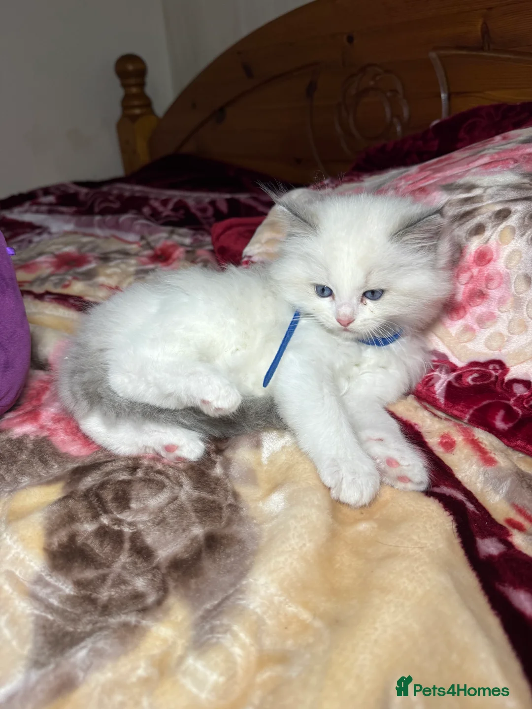 Ragdoll cats for sale: 5 Beautiful blue eyed pure ragdolls - Advert 15