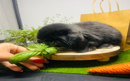 Mini Lop rabbits for sale: Beautiful pure bred Mini Lops  - Image 5