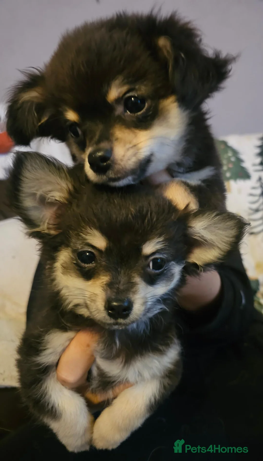 Chihuahua dogs for sale: **Ready Now ** Chihuahua Puppies ️ KC Registered  in Bristol - Advert 2