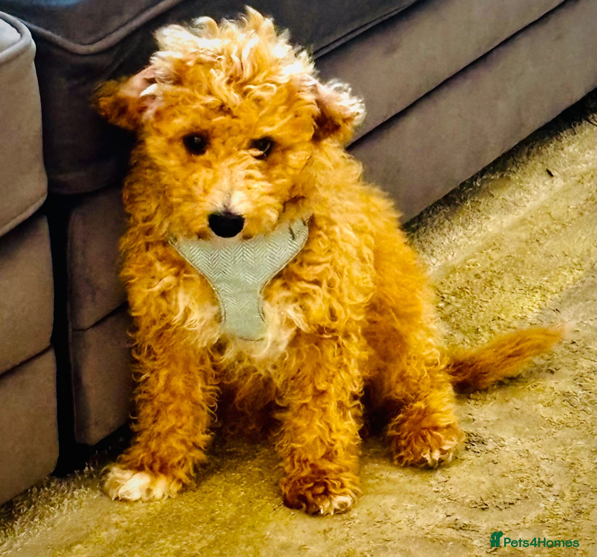 Cavachon dogs 🐶 1 boy   cavapoochon pup ready to leave 🐶  - Advert 1