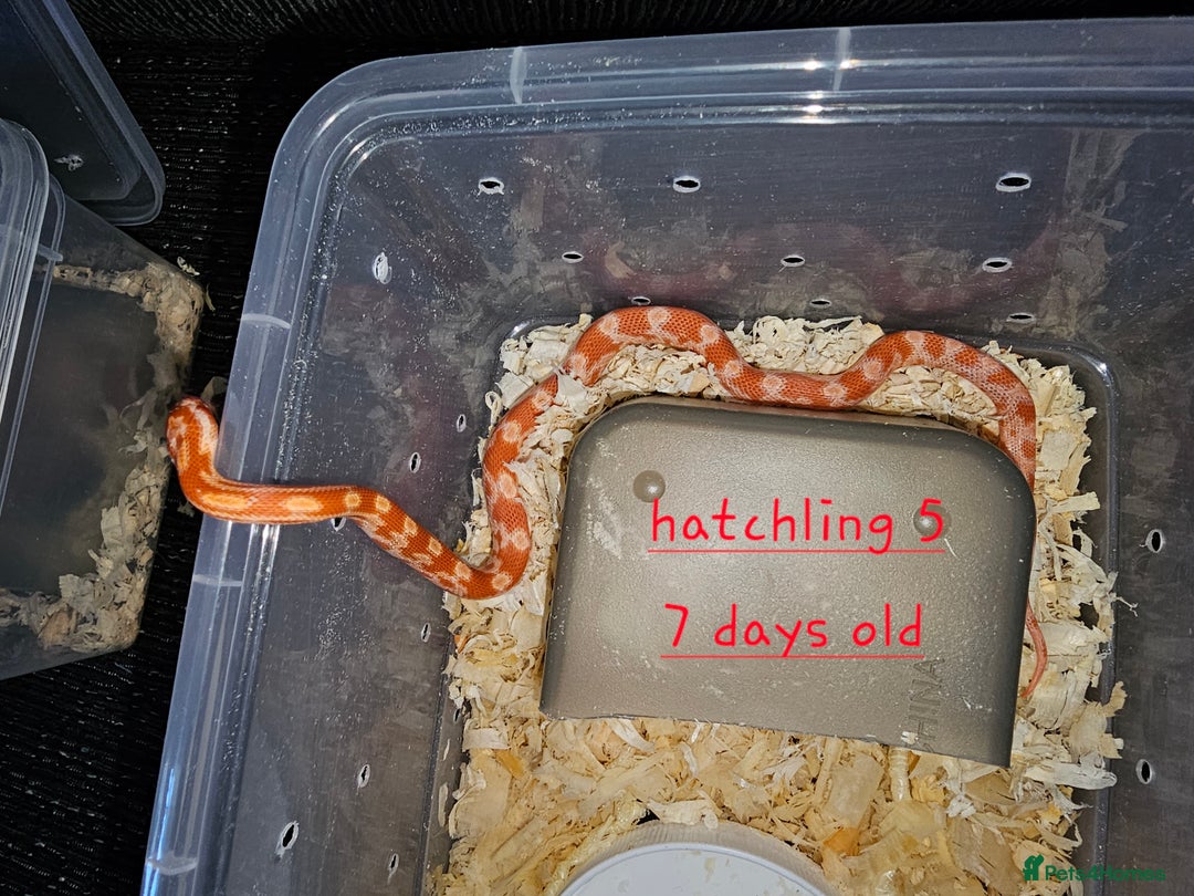 Corn Snake reptiles for sale: Beautiful corn snakes  - Image 19