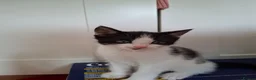 Mixed Breed cats for sale: Kittens for sale - Advert 14