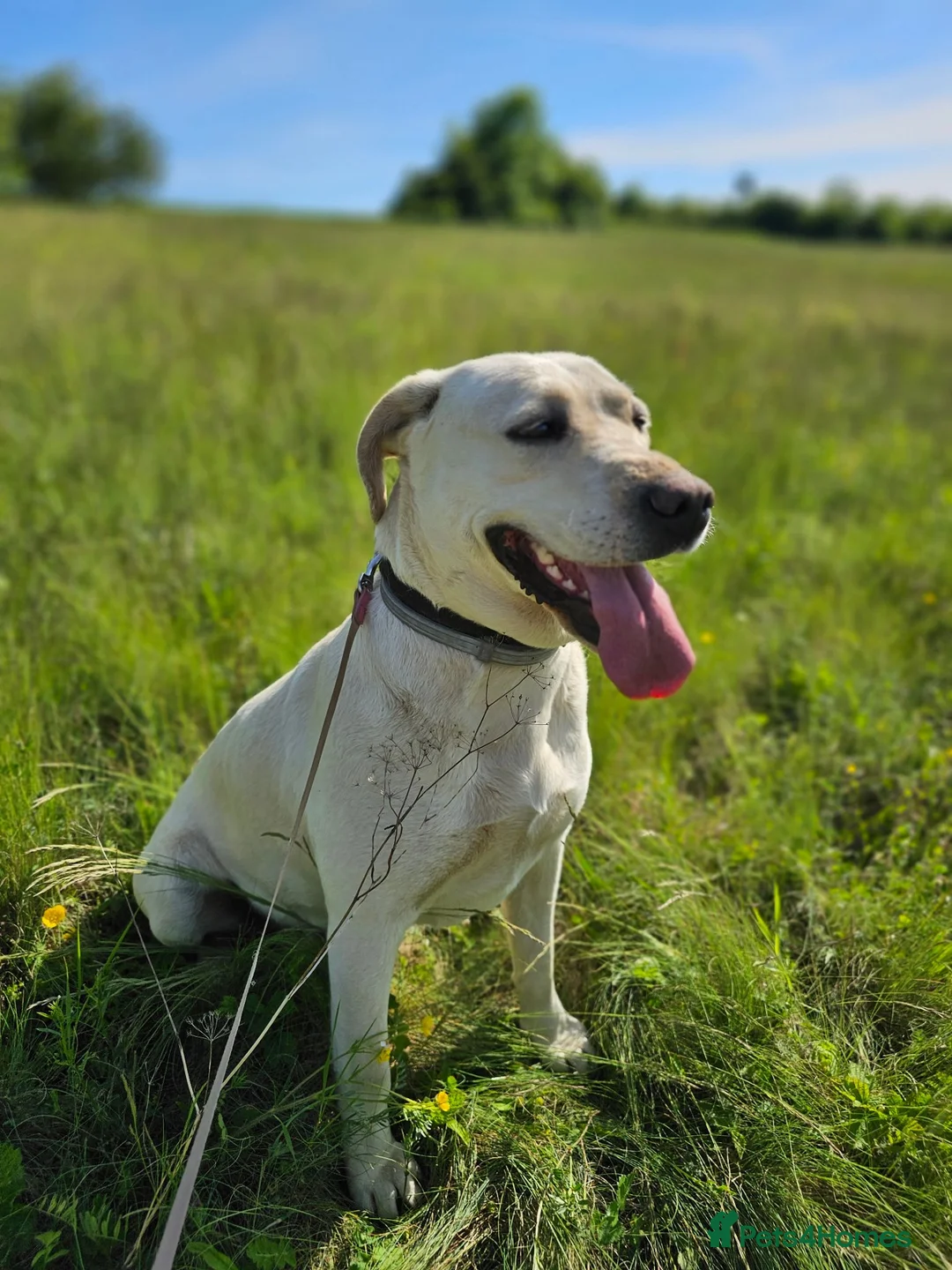 Labrador Retriever dogs for adoption: Bella – Beautiful 5-Year-Old Labrador Cross - Advert 2