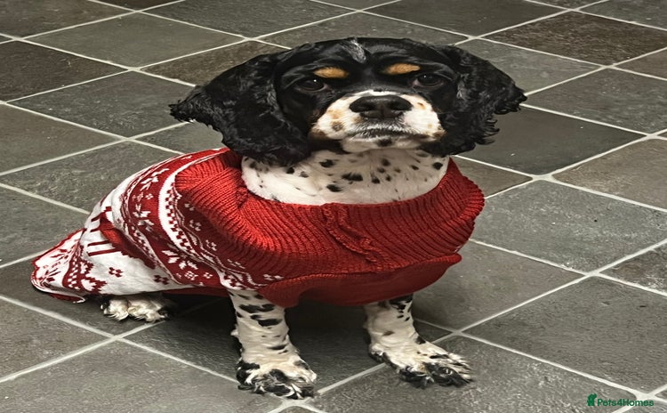American Cocker Spaniel dogs - Advert 1