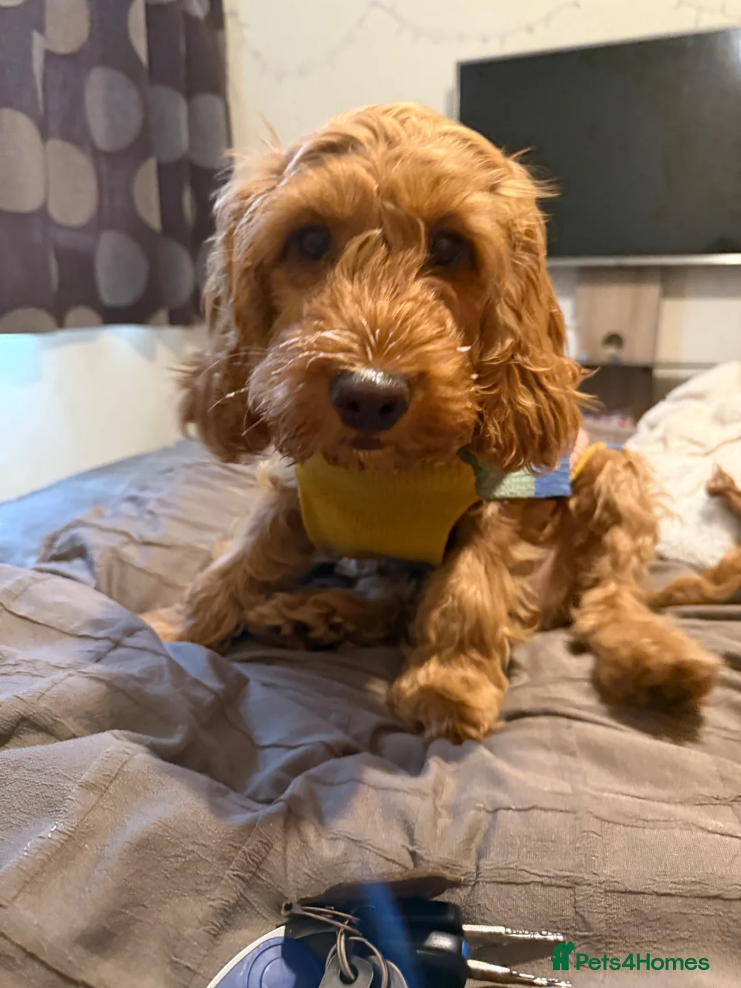 Cockapoo dogs for sale: Cockapoo Philip  - Advert 14