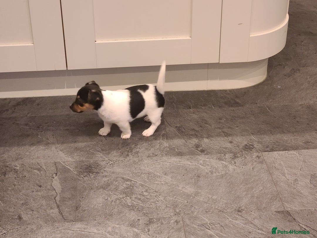Jack Russell dogs for sale: Jack Russell Puppies - Image 4