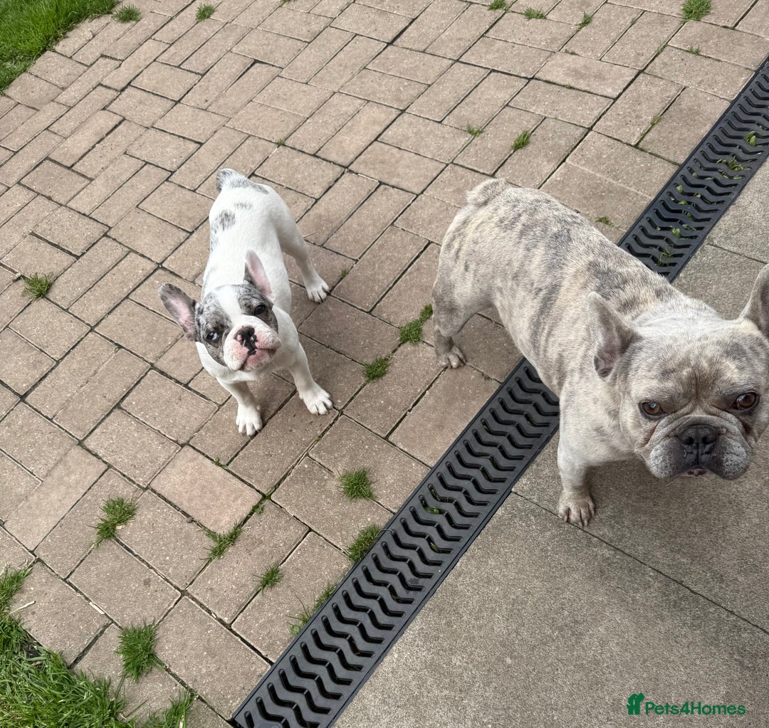 French Bulldog dogs for sale: Female French bulldog  - Image 4