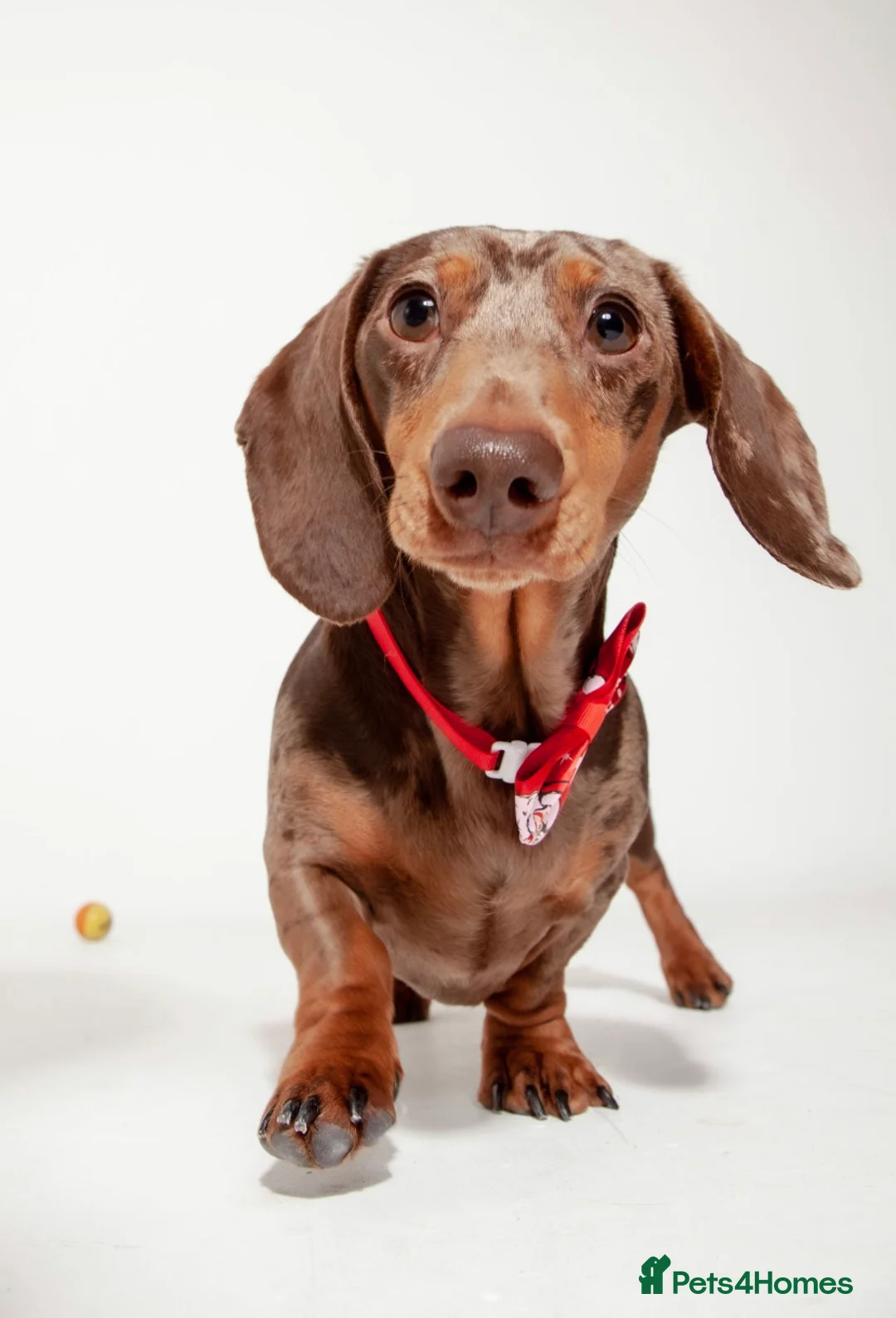 Miniature Dachshund dogs for stud: Richmond the sausage -KC Reg-DNA tested,Proven in Pentre - Advert 2