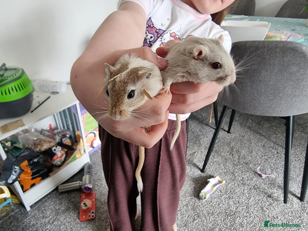 Gerbil rodents for sale: 2 Gerbils for sale in Sutton Coldfield - Advert 2