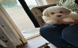 Bichon Frise dogs for sale: Bichon frise - Advert 11