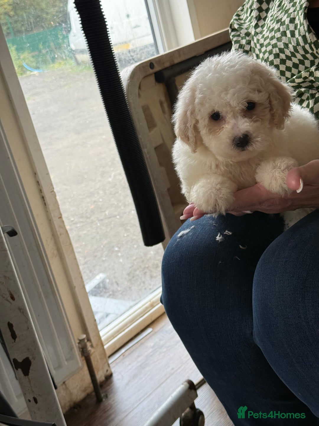 Bichon Frise dogs for sale: Bichon frise - Advert 11