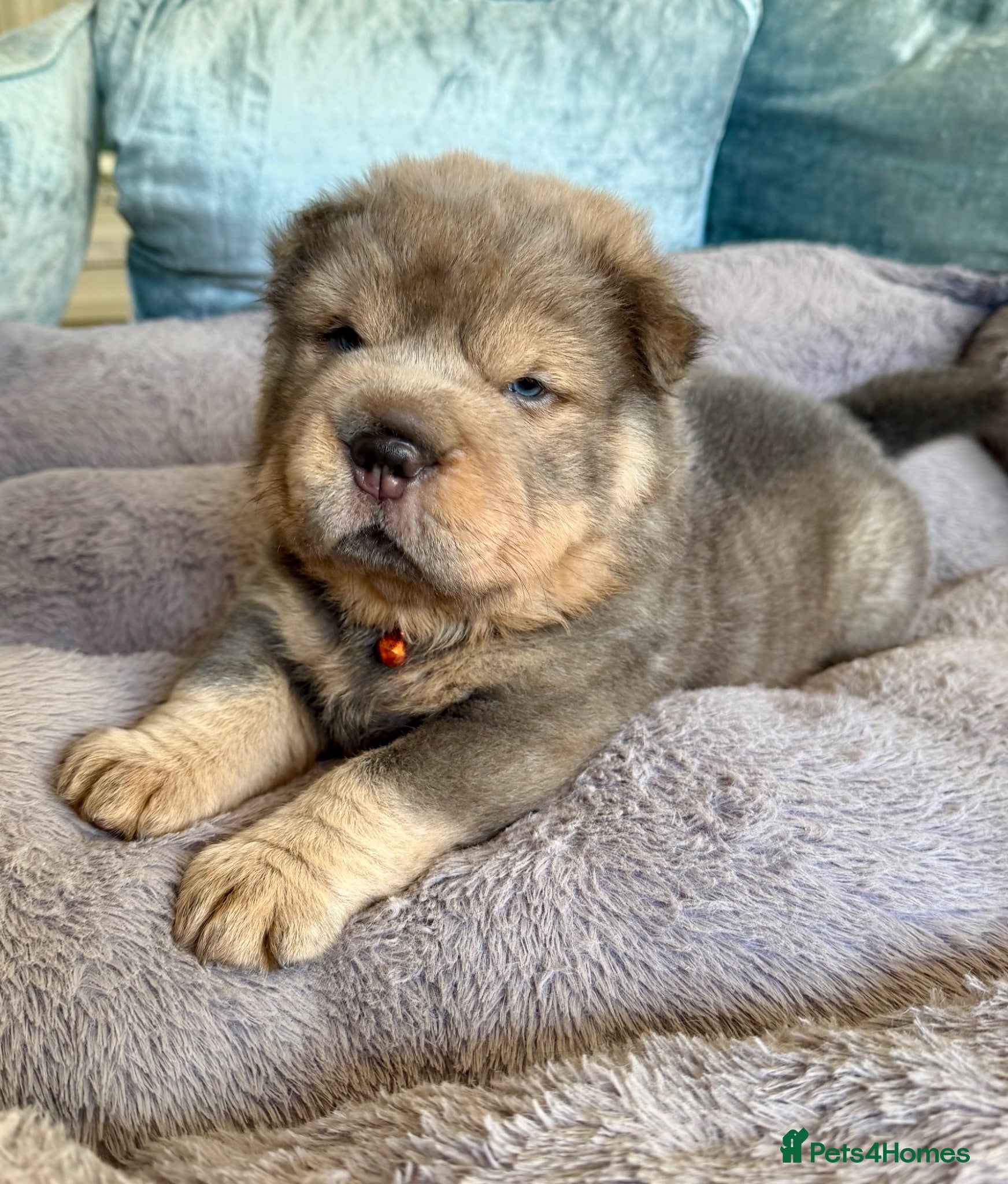 Shar Pei dogs Bear Coat Shar Pei puppies - Advert 2
