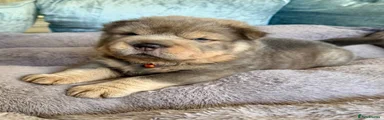 Shar Pei 3