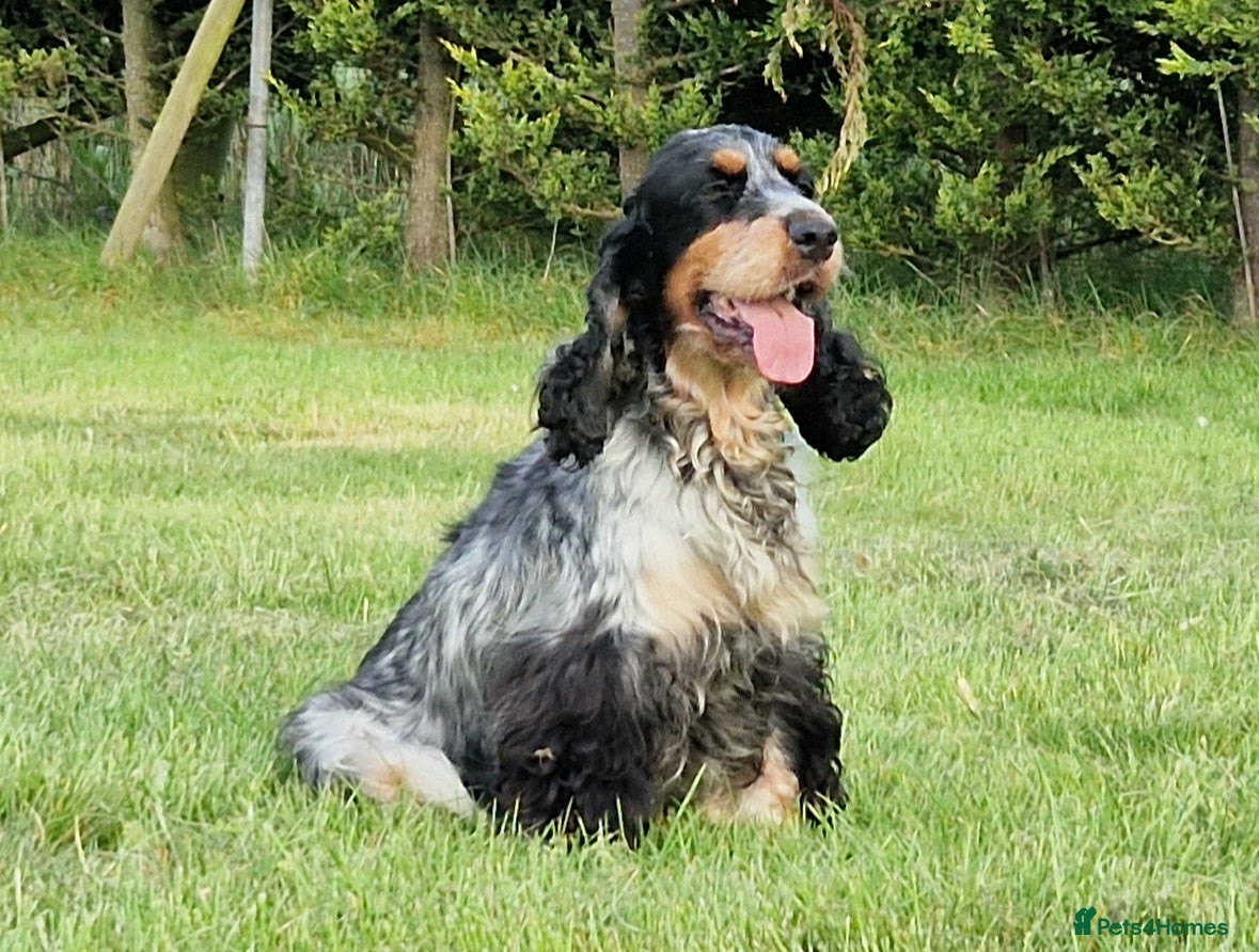 Cocker Spaniel dogs Roan Cocker Spaniel Puppies for Sale - Advert 2