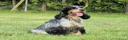 Cocker Spaniel dogs for sale: Roan Cocker Spaniel Puppies for Sale - Advert 2