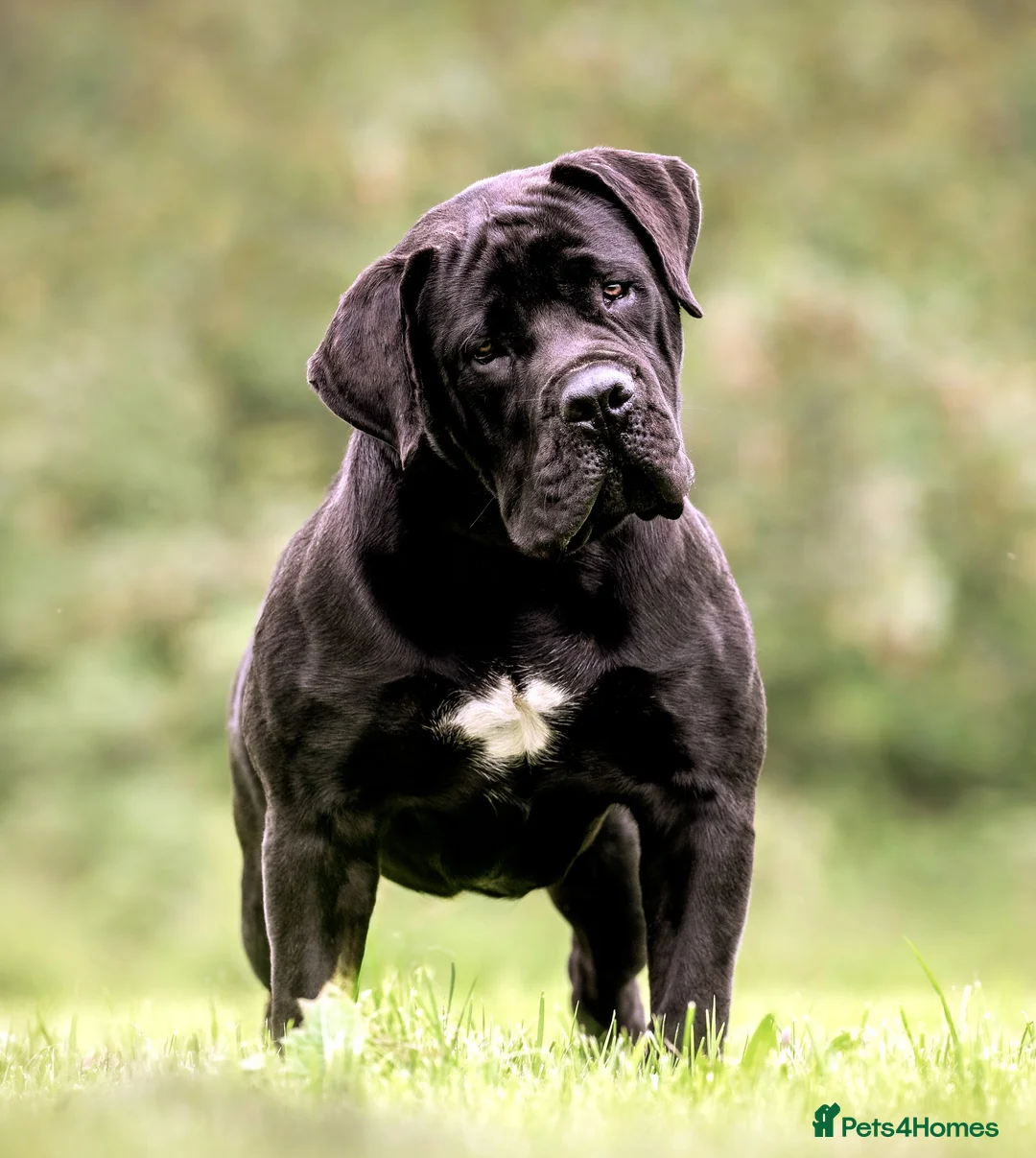 Boerboel dogs for stud: Beautiful Black Boerboel For STUD in Batley - Advert 4