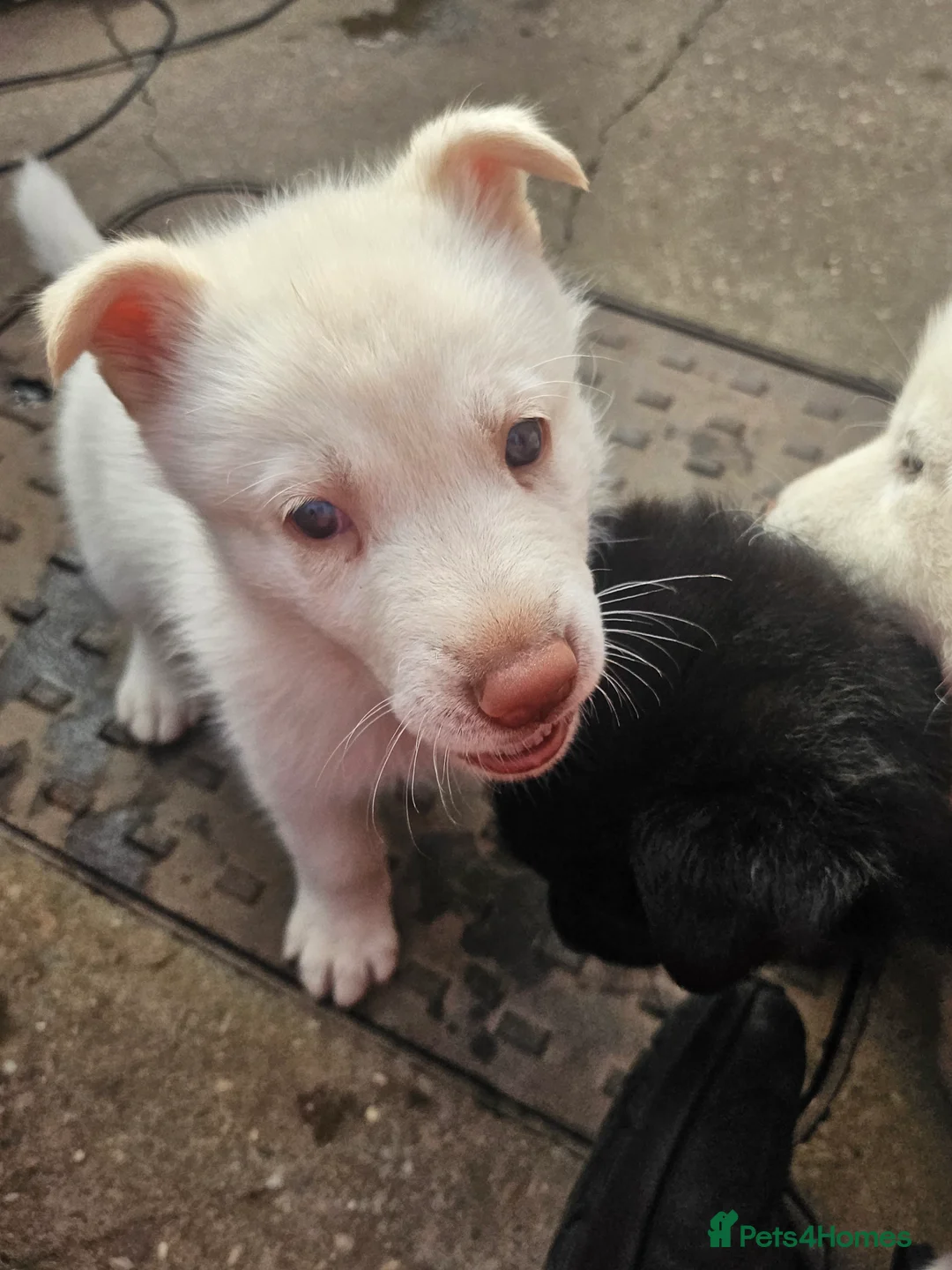 Shepsky dogs for sale: 6 Gorgeous Shepsky puppies for sale - Advert 2