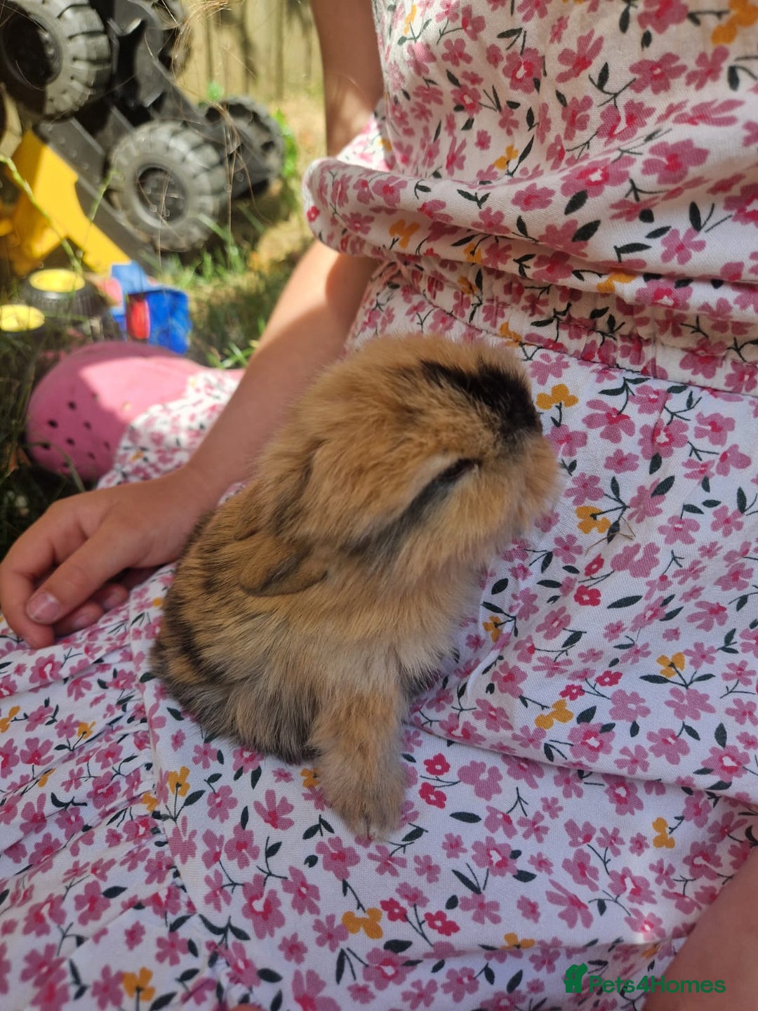 Mini Lop rabbits for sale: 5 x Mini Lion Lop Born 1 August collect 1 October in Dorchester - Image 15
