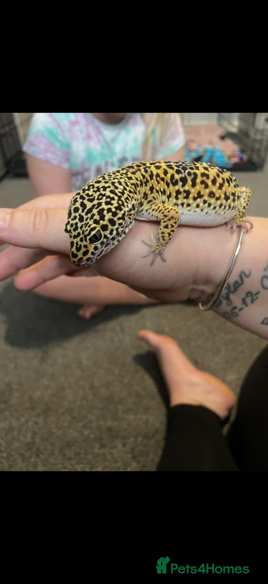Leopard Gecko reptiles Leopard gecko  - Advert 1