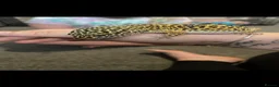 Leopard Gecko reptiles for sale: Leopard gecko  in Dumfries - Advert 1