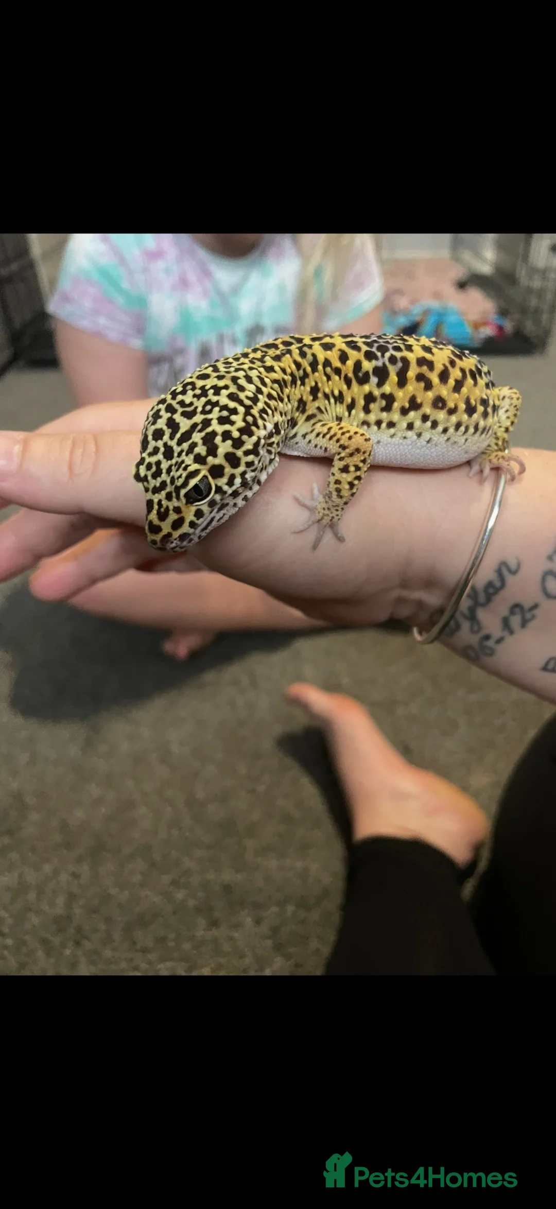 Leopard Gecko reptiles for sale: Leopard gecko  in Dumfries - Advert 1