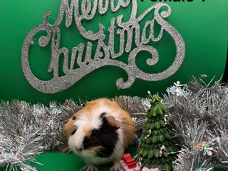 Guinea Pig rodents Beautiful female guinea pigs - Advert 1
