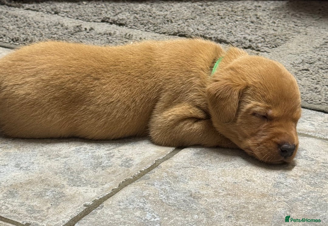 Labrador Retriever dogs for sale: KC Reg Health Tested Fox Reds Working Lines 4 Gen - Image 5