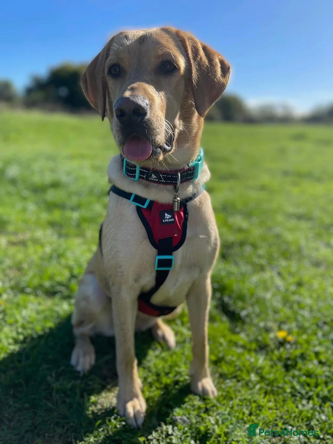 Labrador Retriever dogs for sale: Kc reg male lab puppy  - Advert 1