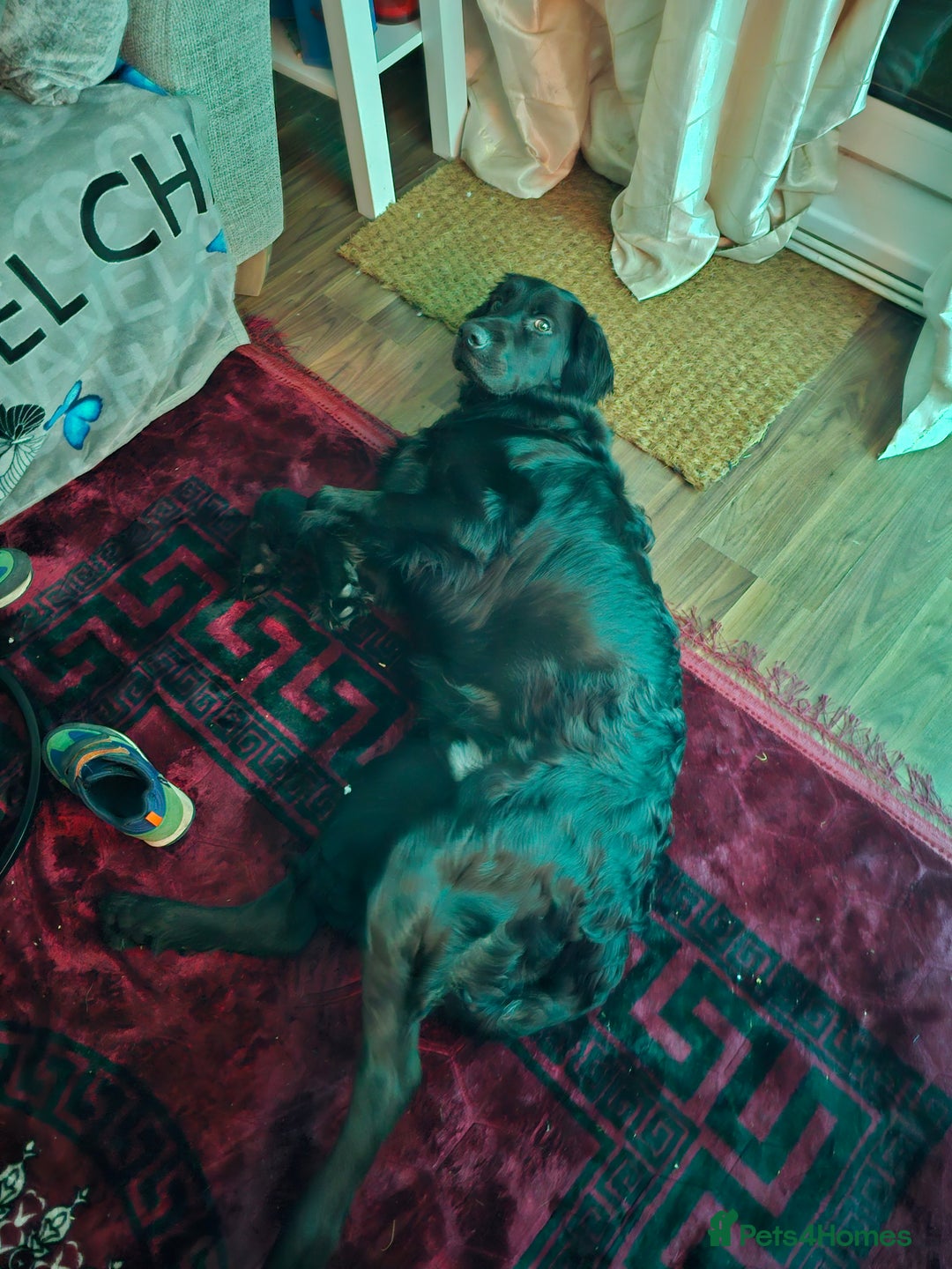 Mixed Breed dogs for sale: Newshep setter - Advert 5