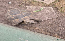 Tortoise reptiles for sale: Spur thighed tortoise female - Image 5