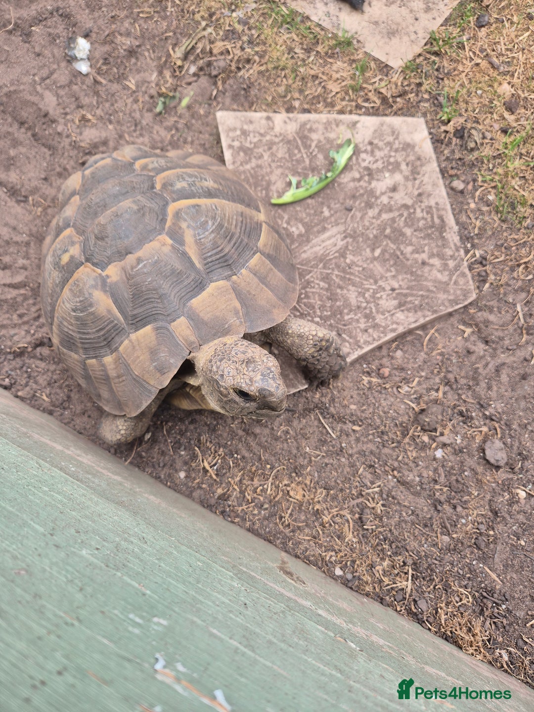 Tortoise reptiles for sale: Spur thighed tortoise female - Image 5