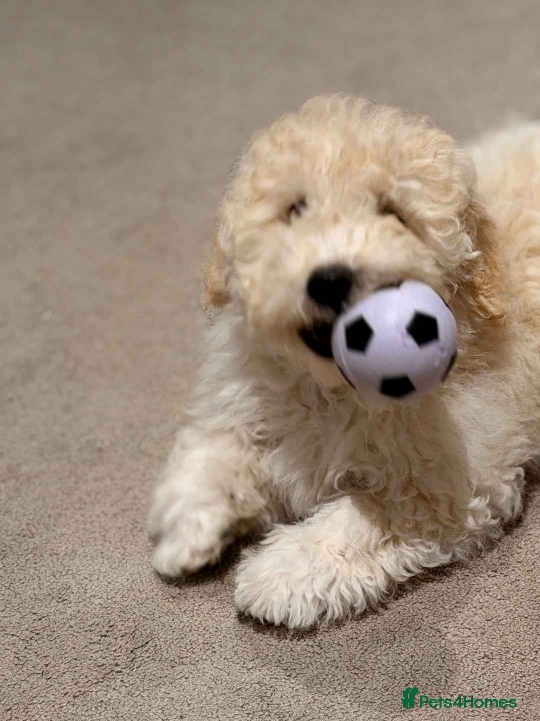 Maltipoo dogs for sale: Maltipoo puppy - Advert 4