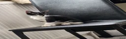 Mixed Breed cats for sale: 2 female kittens  in Hull - Advert 7
