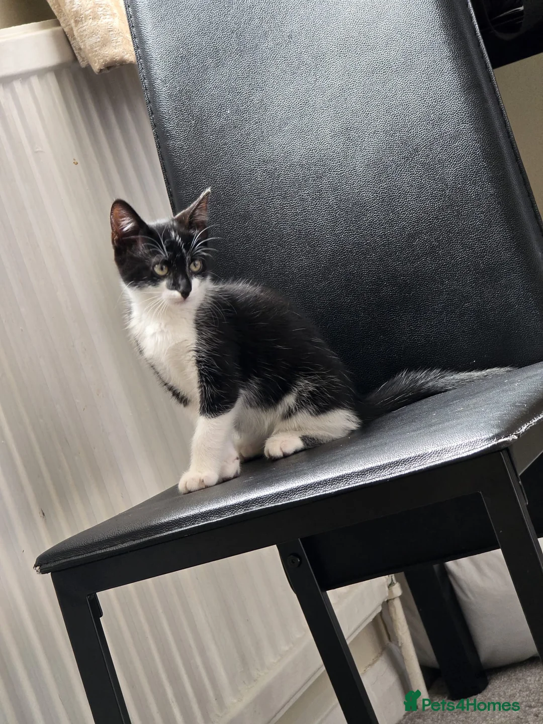 Mixed Breed cats for sale: 2 female kittens  in Hull - Advert 7