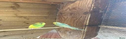 Budgerigars birds for sale: Baby budgies  - Advert 9