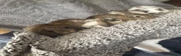 Mixed Breed rabbits for sale: Rabbits - lops  - Advert 3