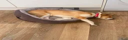 Mixed Breed dogs for adoption: HONEY-friendly gurl/ loves kids&dogs&cats/gentle in Evesham - Advert 7