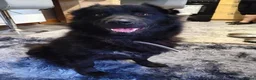 Mixed Breed dogs for adoption: Meet Sabrina, currently residing in Nottingham  in Nottingham - Advert 8