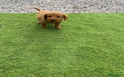 Labradoodle dogs for sale: Labradoodle  - Image 14
