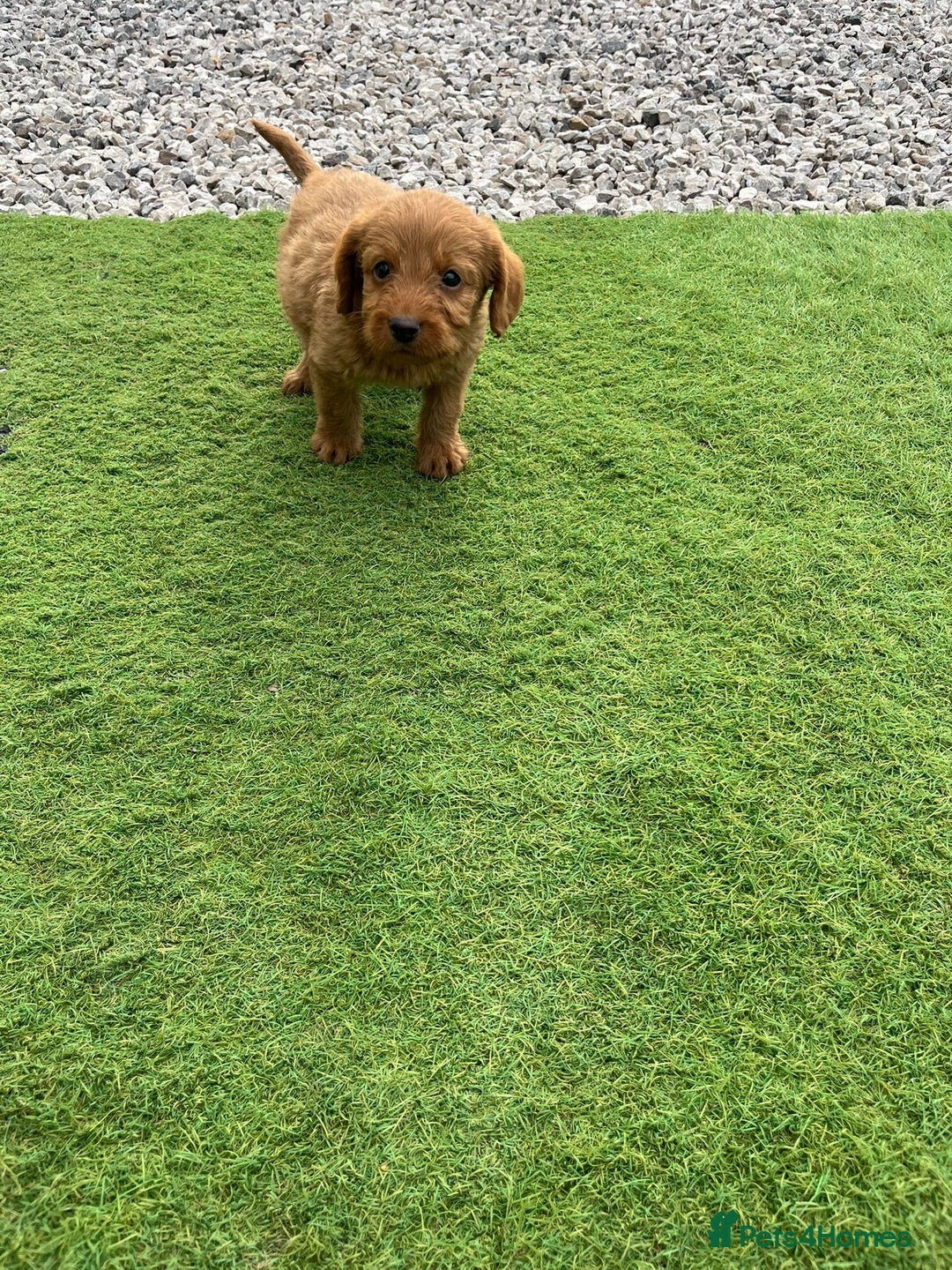 Labradoodle dogs for sale: Labradoodle  - Image 14